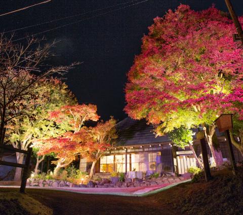 満天の星が輝く夜空の下、古い日本家屋が建ち緑水庵の前に、紅葉の木々がピンクや黄色にライトアップされて幻想的な雰囲気を醸し出している写真