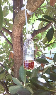 明るい木陰の樹木に、昆虫を誘引するための茶色の液体が半分ほど入っている透明なプラスチック製のペットボトルが吊るされている、スズメバチほいほいの写真