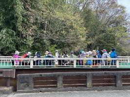 ケヤキの新芽観察