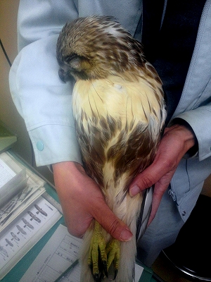 薄い水色の作業服姿の人物が、両手で傷ついたノスリの足を持っている写真