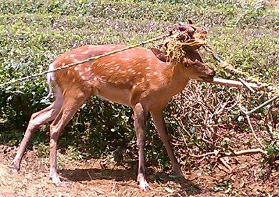 角がロープに引っかかって身動きが取れなくなっているニホンジカの写真