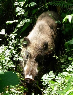 鬱蒼と茂った藪の中から姿を現したイノシシの写真