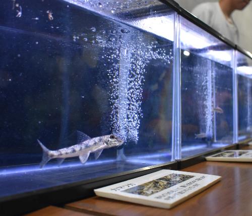 名水水族館