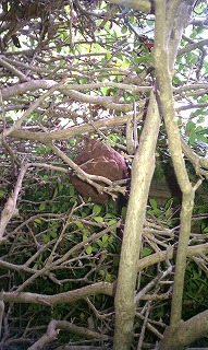 木の枝が密集した茂みの中に、茶色くゴツゴツとした表面を持つラグビーボール状の大きなスズメバチの巣のようなものがぶら下がっている写真