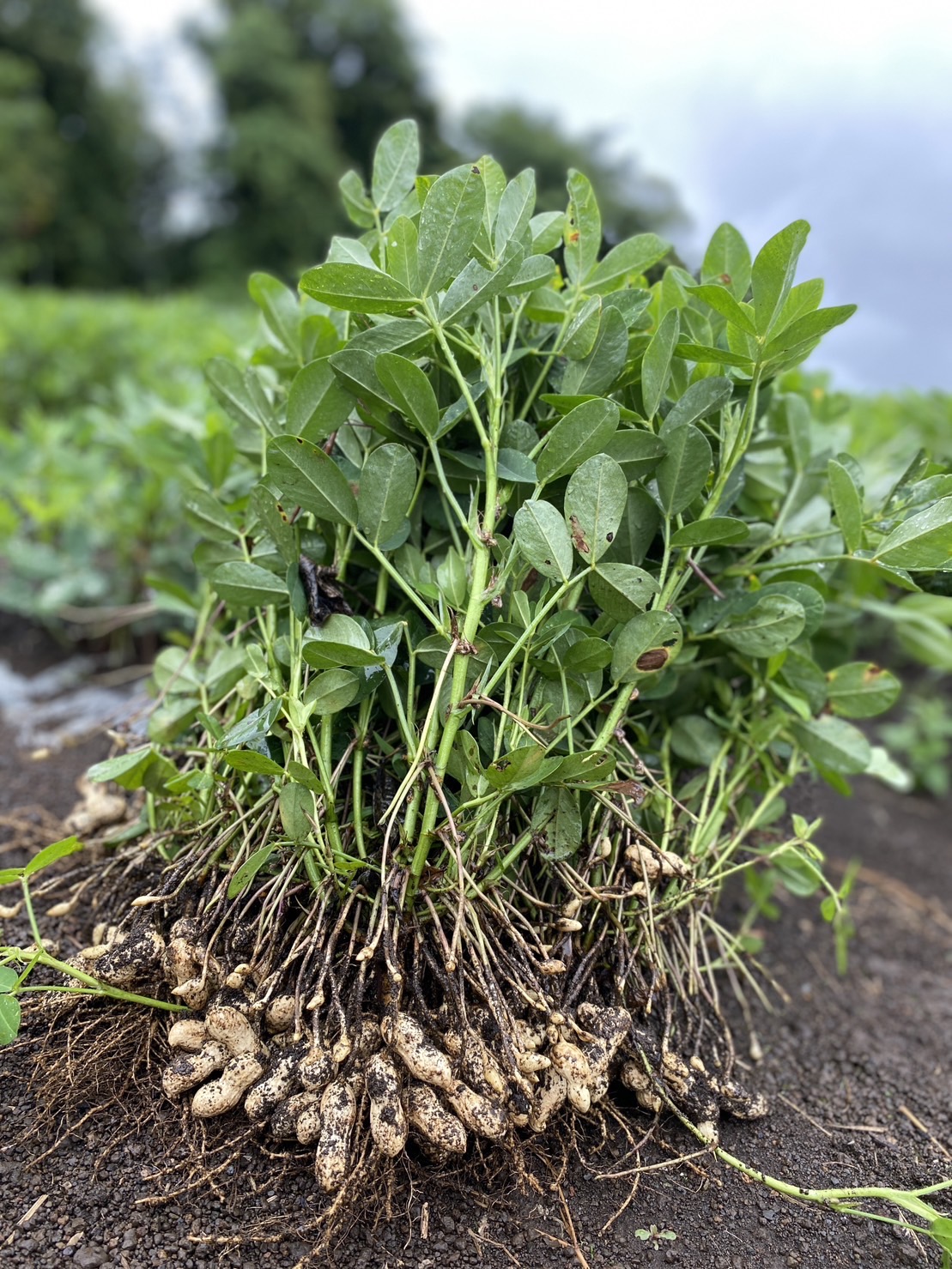 暗い土の上に引き抜かれたばかりの落花生の株が置かれ、根には複数の土付きの落花生の実がぶら下がっている様子の写真