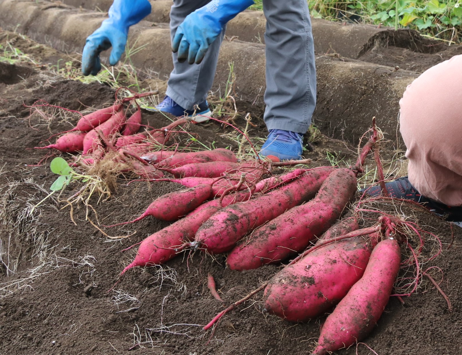 掘り出したばかりの細長い鮮やかな紅色のサツマイモの束を、茶色い畑の畝(うね)の上に並べている様子の写真