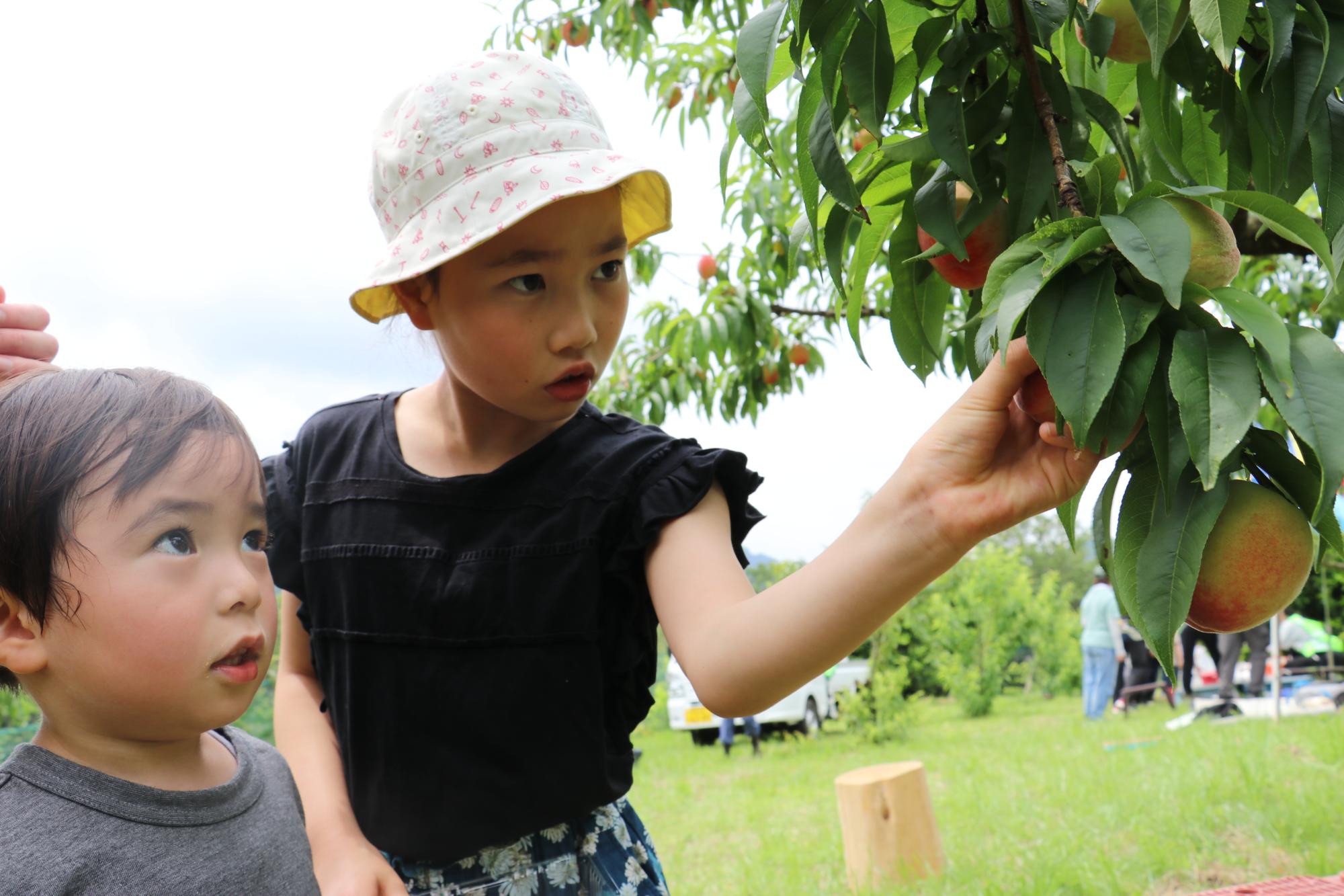 農園で、つばの広い帽子をかぶった女の子が、大きく実った桃の果実に手を伸ばしてじっと見つめており、その隣で幼い男の子が驚いたように上を見上げている様子を捉えた写真
