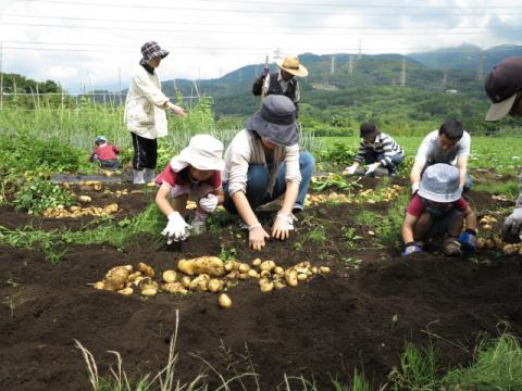 なだらかな山並みが広がる畑で、数人の親子連れや参加者たちが、掘り出したばかりの大小さまざまなじゃがいもを囲み、白い手袋をはめて熱心に収穫作業に取り組んでいる屋外での写真