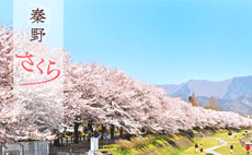 秦野さくらトップページの画面が表示されたサムネイル画像