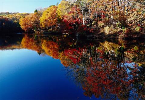 秋の青空の下、湖畔に立ち並ぶ黄色や赤色に鮮やかに色づいた木々が、濃い青色の湖面に鏡のように美しく映し出され、水面と紅葉のコントラストが際立つ震生湖の写真