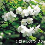 濃い緑の葉の中に白く小さな花々が群がるように咲き誇っているシロヤシオツツジの写真