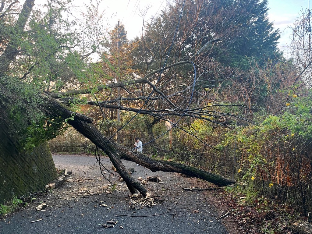 森の小道の舗装された地面に、幹が途中から折れて道を塞ぐように倒れた大木と枝葉が散乱した様子の写真
