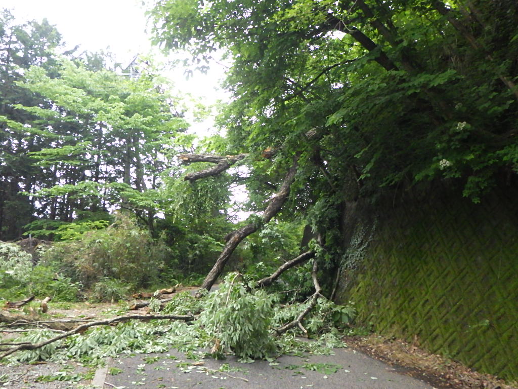 アスファルトの道に大量の枝葉が散乱し、右側の擁壁沿いの木が途中から折れて道を塞ぎ、道の左側にも伐採された木々が積み重なる被害状況写真
