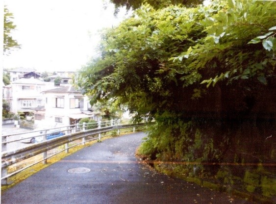 木々が生い茂る樹木の張出しを示す写真