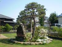 奥には住宅が立ち並ぶ手入れされた芝生の庭に、石と背の高い松の木が植えられており、その木を囲むように小さな石が配置されたシンボルツリーの写真