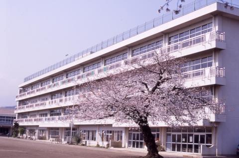 満開の桜の木が手前の校庭に立ち、その後ろにはガラス窓が並ぶ白色の4階建ての学校の外観写真