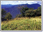 「テンニンソウが咲く鍋割山山頂」の写真