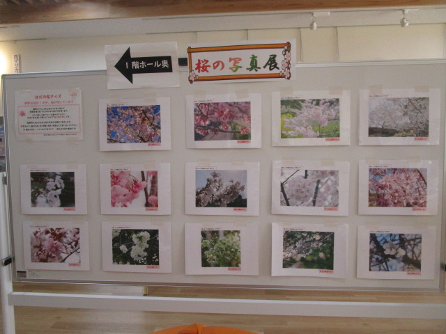 桜写真展4