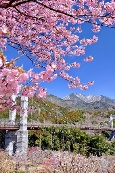 第4回秦野市インスタグラム写真動画コンテストの写真部門の最優秀作品で表丹沢を背景に県立秦野戸川公園の風の吊り橋とピンク色に色づいた桜のコラボレーションが楽しめる作品