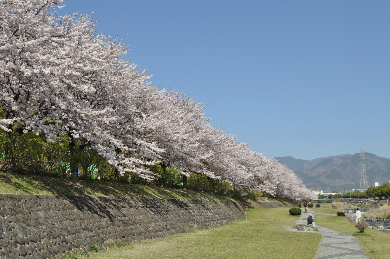 満開のピンク色の花が咲く桜並木が石垣と芝生に沿って長く続き、歩道を散策する人々の姿が見える春の風景写真