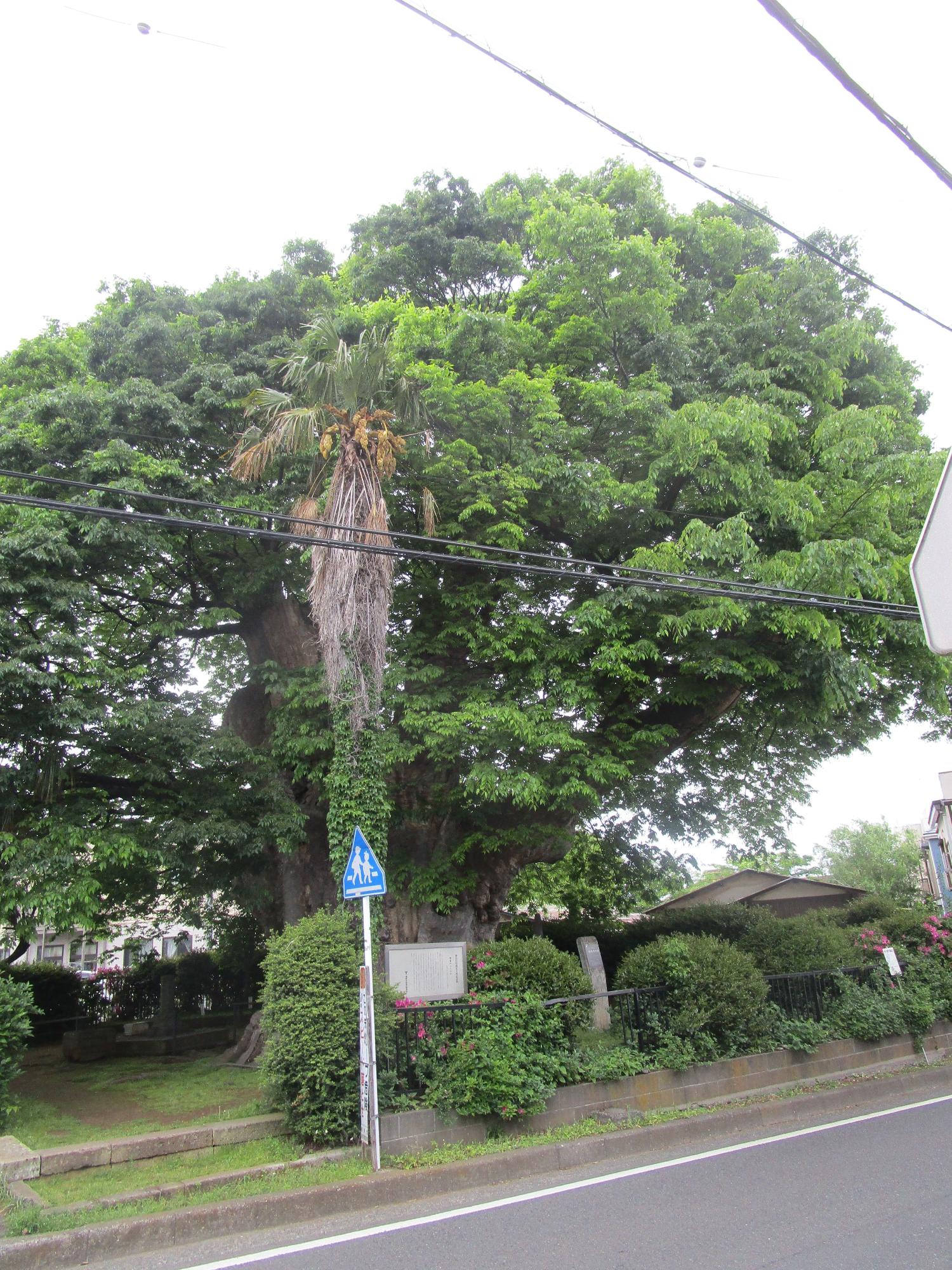 道路の脇にある石垣には、濃い緑色の葉を広く茂らせた大きな大エノキがそびえ立ち、その幹に沿うようにしてヤシの木のような植物が細く伸びている写真