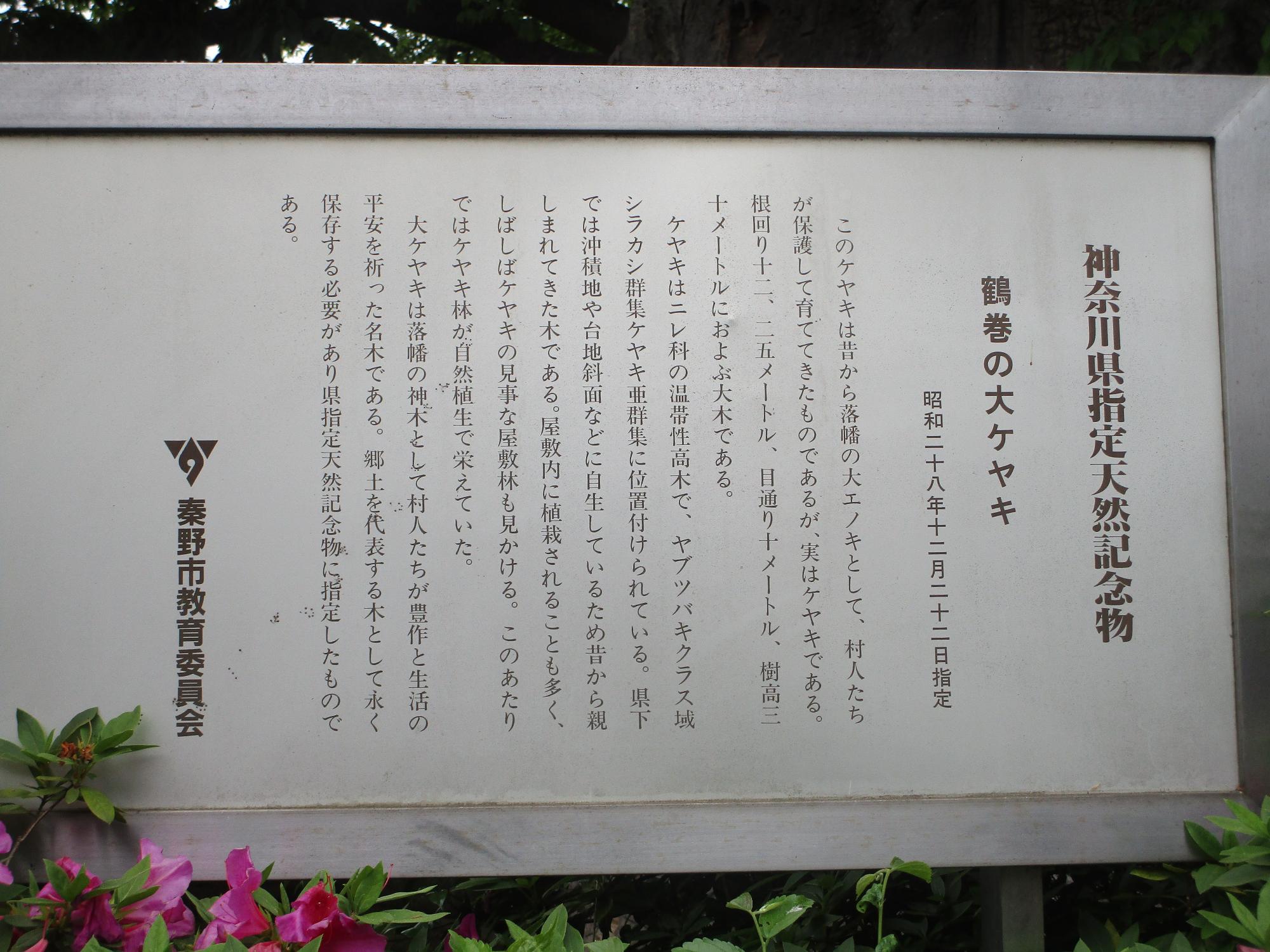 神奈川県指定天然記念物「鶴巻の大ケヤキ」と概要が縦書きで記された金属の看板の写真