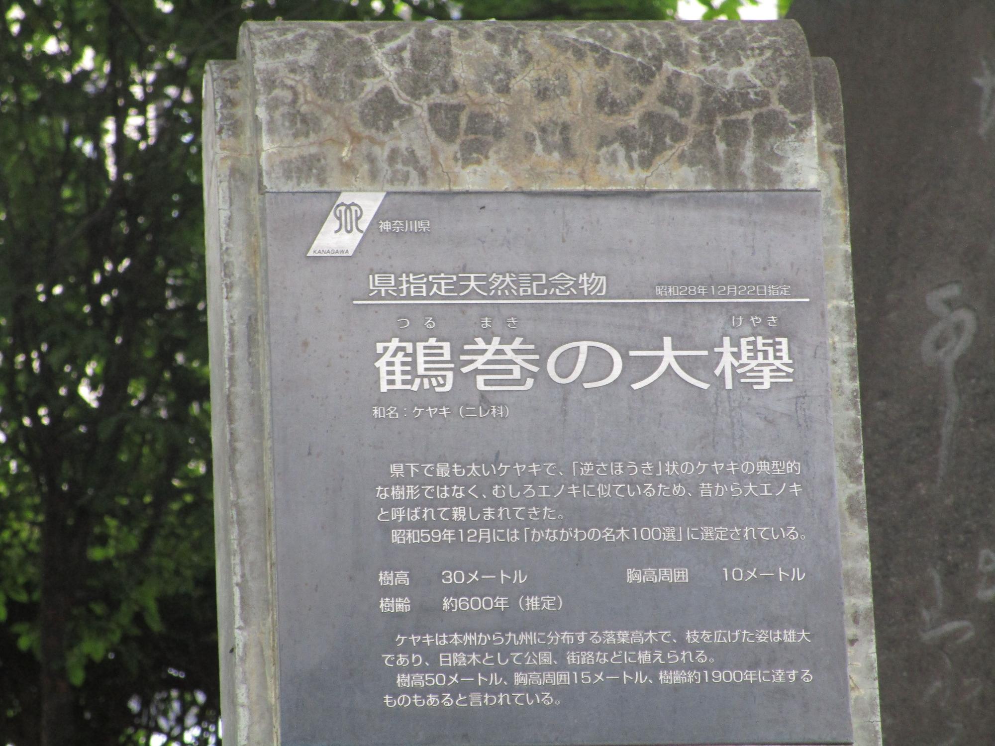 石碑に埋め込まれたプレートに神奈川県 県指定天然記念物 鶴巻の大欅と刻まれ、その大きさや由来が記載された記念碑の写真