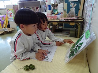 教室で白のトレーナーを着た二人の園児が、机の上に置かれた本物の葉と、立てられたボードに貼られた葉の見本を指差して熱心に観察している写真