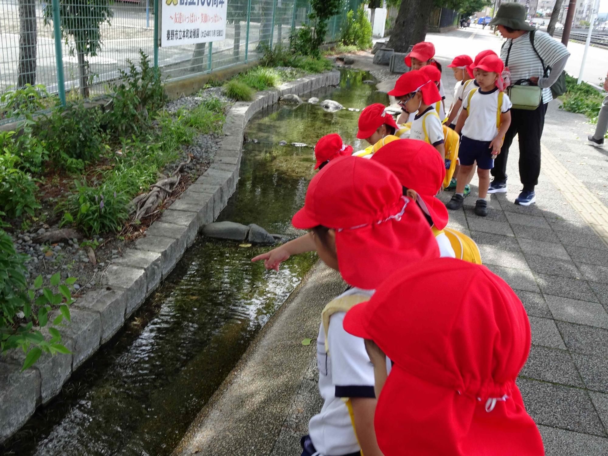 本町小学校の校庭沿いにある小川を年少児が散歩しながら眺めているところです。