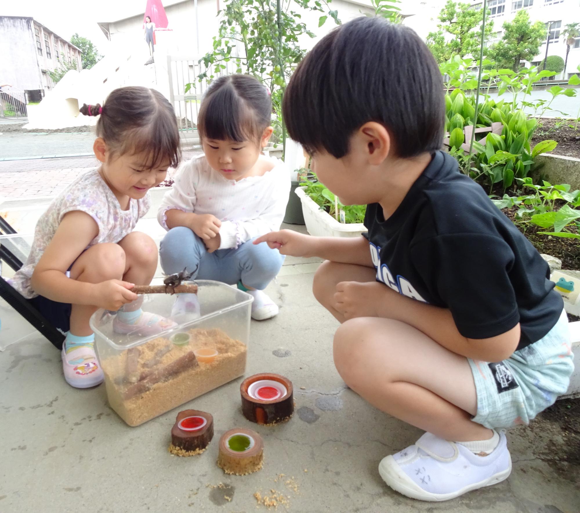 幼虫から飼っていたカブトムシが成虫になり、子ども達が喜んで世話をしているところです。