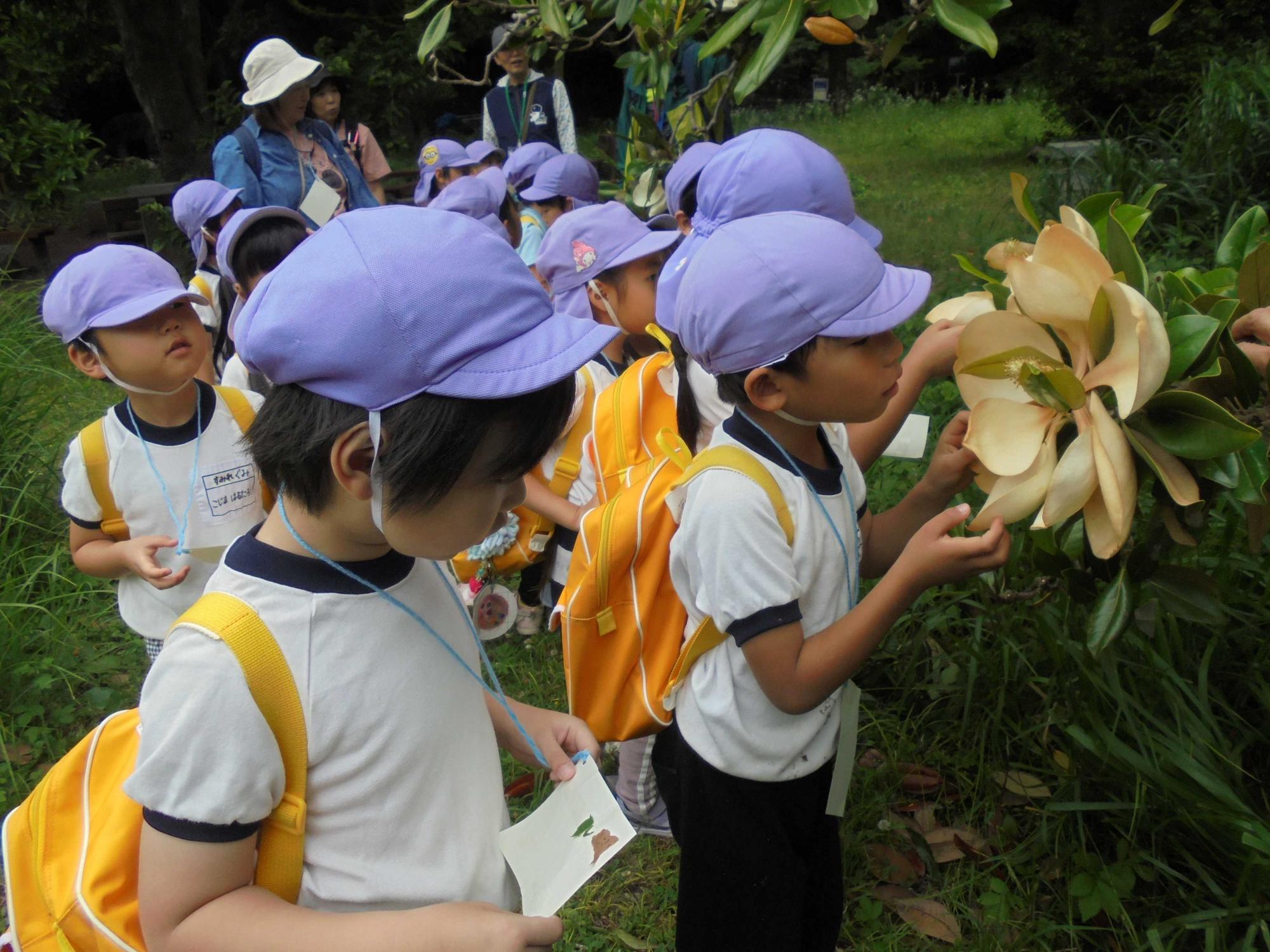 公園にあった子どもの顔くらいの大きさの花を見たり、香りを調べたりしているところです。