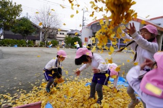 園庭で、ピンク色の帽子をかぶった複数の園児たちが地面に積もった鮮やかな黄色のイチョウの葉っぱを勢いよく空中に撒き散らしながら大喜びで遊ぶ写真