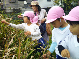 ピンク帽子の園児がじゅずだまをとっている