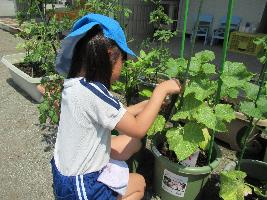 碧帽子の年長児が、夏野菜（きゅうり）を収穫している