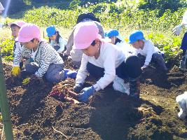 軍手をした園児が地域の協力者の畑でさつまいも堀をしている