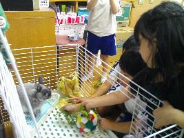 うさぎの飼育当番を行う年長児たち