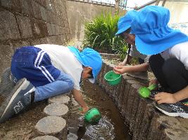 青帽子の3人の幼児が、池の脇の湧水の流れの中にいるサワガニやカワニナを探している