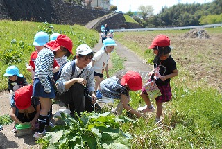 野外の小道のそばで赤い帽子や青い帽子をかぶった複数の園児が、しゃがみこんで草むらで虫などを探したり、虫入れに入れて観察しているのを保育士が優しく見守っている写真