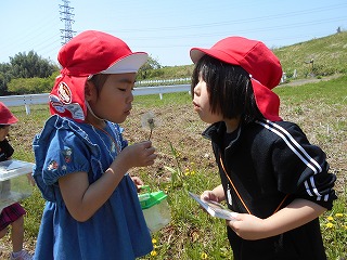 快晴の屋外で赤い帽子をかぶった二人の園児が、綿毛になったタンポポを互いの顔を近づけて真剣に見つめながら、息を吹きかけようとしている写真