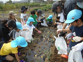 青の帽子をかぶった複数の園児たちが、畑の畝に植えられた玉ねぎのような作物を大人たちと一緒に手袋とビニール袋を使って収穫している写真