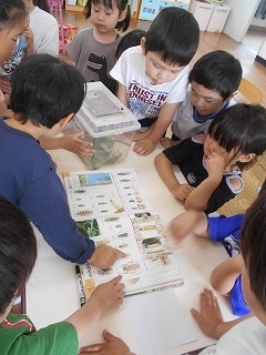室内のテーブルを複数の園児とが囲み、昆虫採集したと思われるケースと図鑑を広げて、捕まえた昆虫の名前や種類を熱心に調べている写真