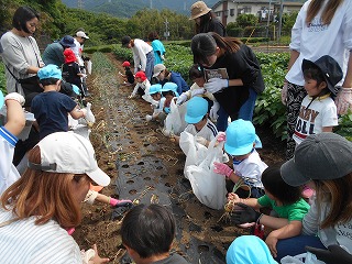 畑で保護者や先生など沢山の大人に囲まれながら、水色の帽子を被った園児たちが野菜を収穫している様子の写真