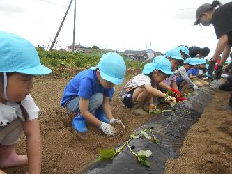 サツマイモの苗植えをしている子ども達