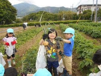 子ども達が玉ねぎの収穫をしています