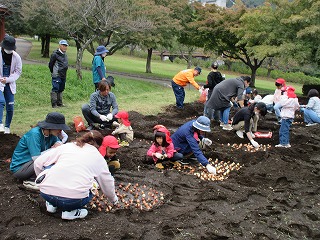 公園らしき場所の広い畝に多くの大人と数人の園児たちが集まり、茶色い土の中にたくさんのチューリップの球根を植えている様子の写真
