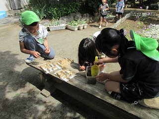 日当たりの良い屋外のベンチの上で、三人の園児が緑色の帽子をかぶり、土の入った透明な容器にスコップで土を入れたりしている写真