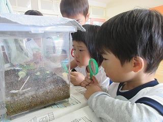 二人の園児が虫メガネを持って透明な飼育ケースを顔を近づけてのぞき込み、ケース内の虫を熱心に観察している写真