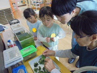 保育園の室内で、水色の服を着た2人の園児が、虫かごや飼育ケースが並ぶ机の周りで、教師と思われる2人の大人から、虫の餌となる葉っぱの扱いについて熱心に教わっている自然観察の様子の写真