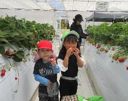 地域のいちご農園にいちご狩り体験 自分で積んだいちごを食べる幼児