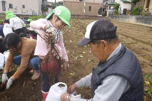 さつまいもの収穫 大きなお芋が採れたよ